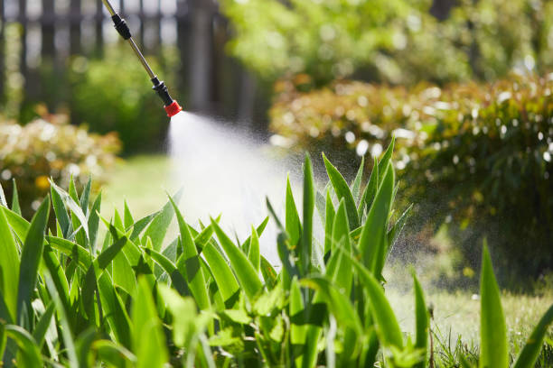 24/7 Emergency Termite Control experts in Pinehurst, ID