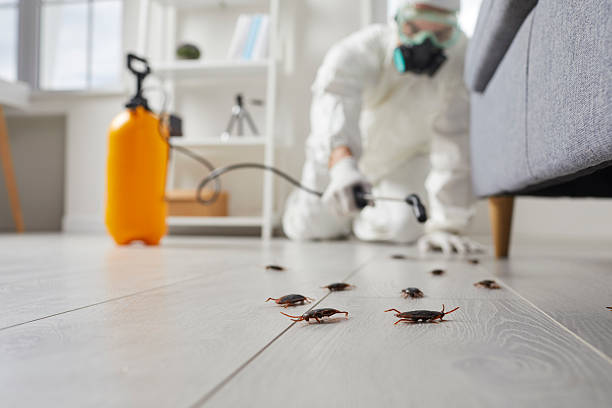 Affordable Termite Control solutions in Pinehurst, ID